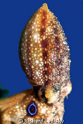 The very rare two-ringed blue ring octopus with only two ... by Richard Ladisky 